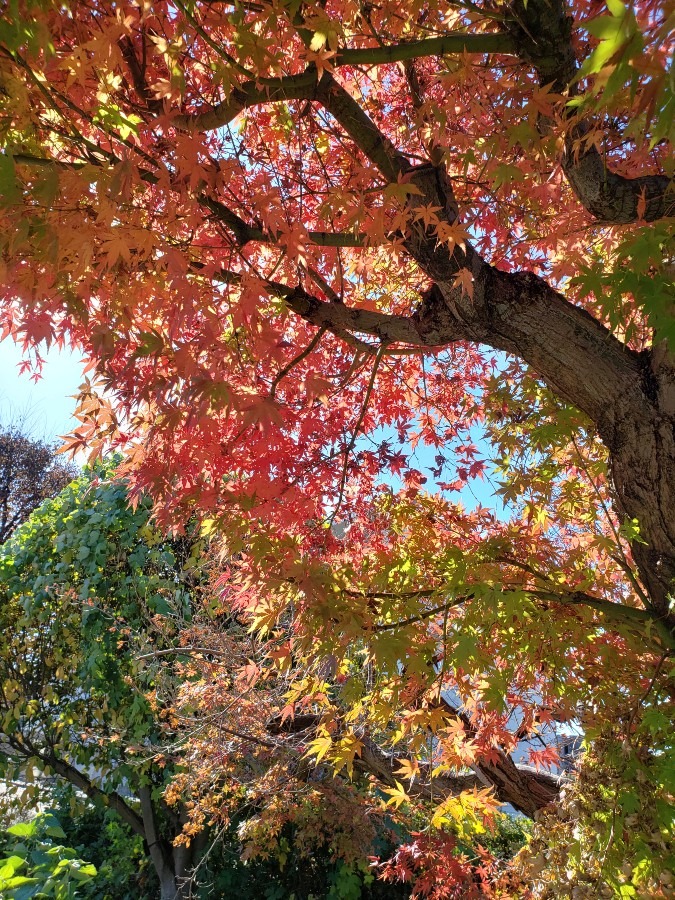 見事な紅葉🍁