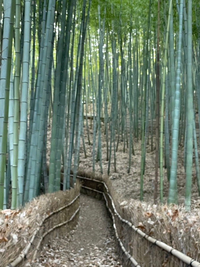 京都を思い出す❗️竹林❗️