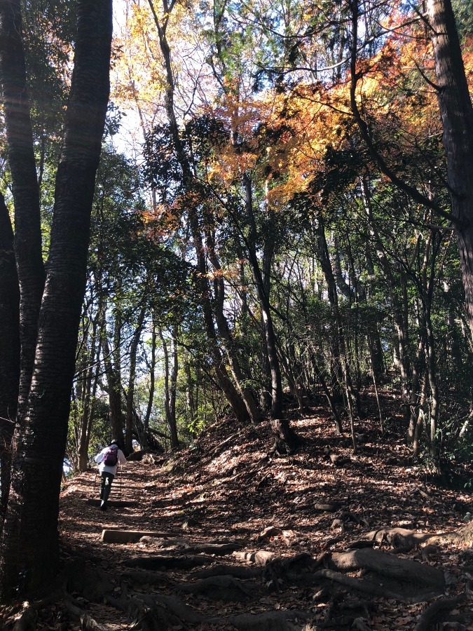 高尾山、稲荷山コース