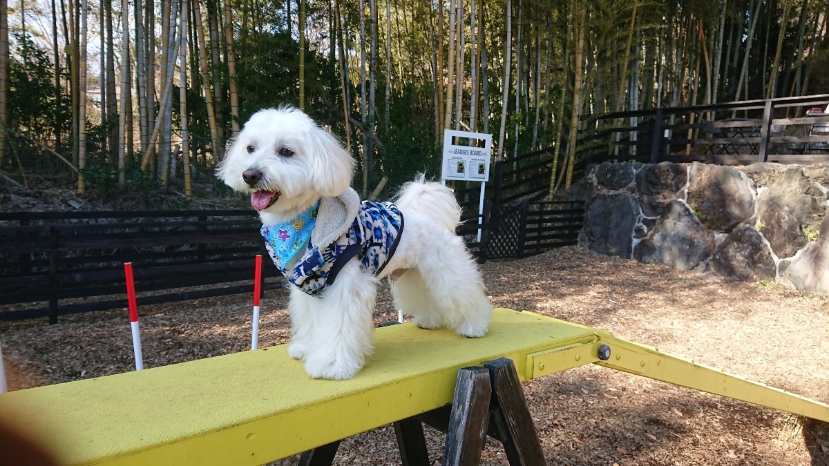 愛犬の駅