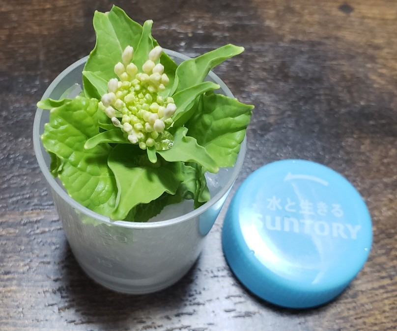 らぴちゃんから頂いたレタサイの花芽