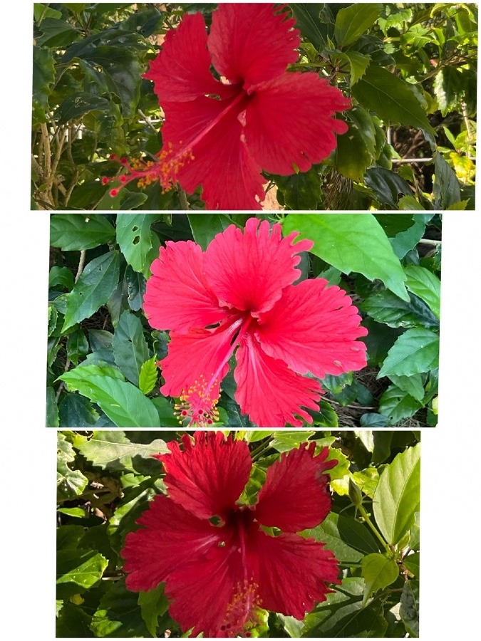 Hibiscuses♡