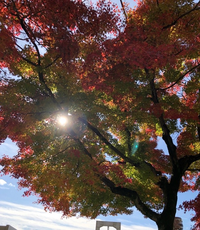 🍁今日の