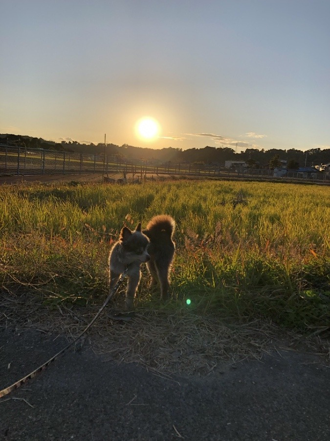 ☀️🐕やれば出来る