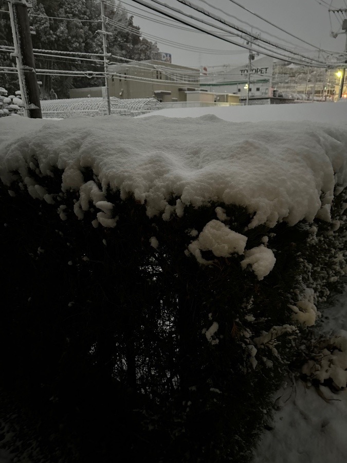 雪です！！