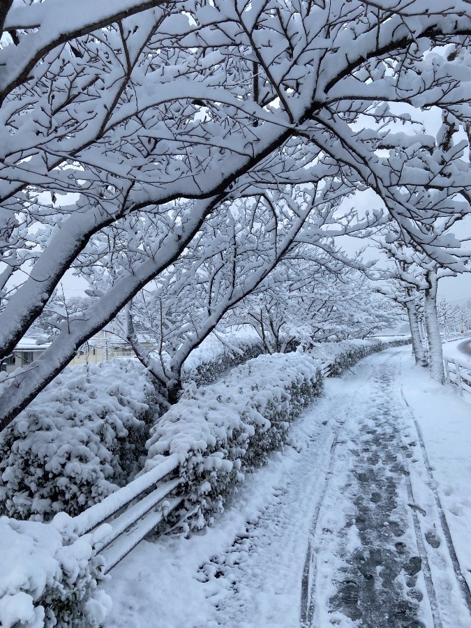 桜の木〜雪