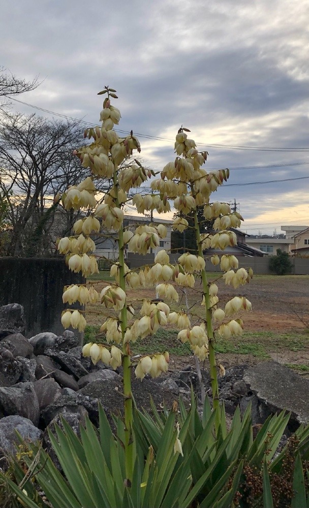 💠Yucca