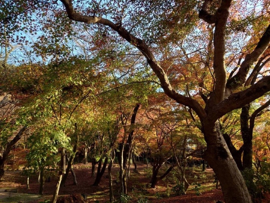 紅葉の竈門神社