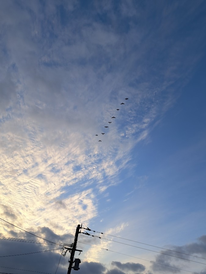 渡り鳥🐦️かな！