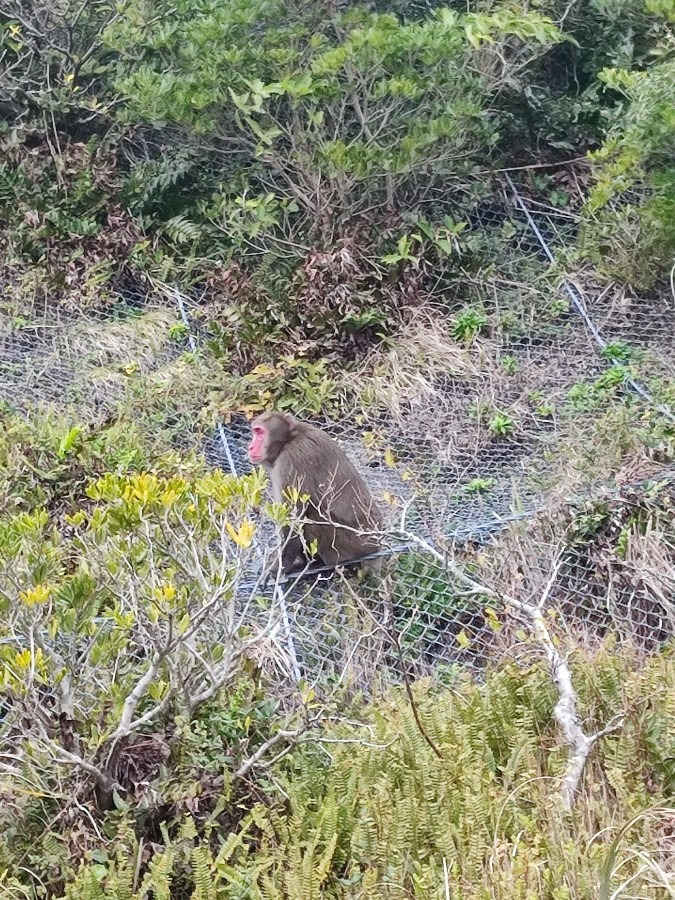 野生の猿🐒発見！👀