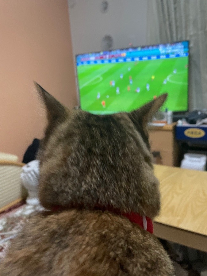 ルルしゃんの応援⚽🎌で(=^・^=)