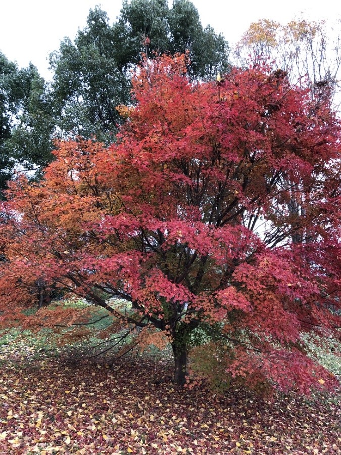 🍁こちらも