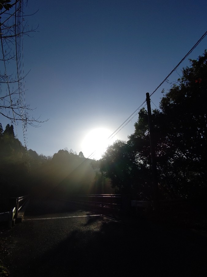 木漏れ日が☀️