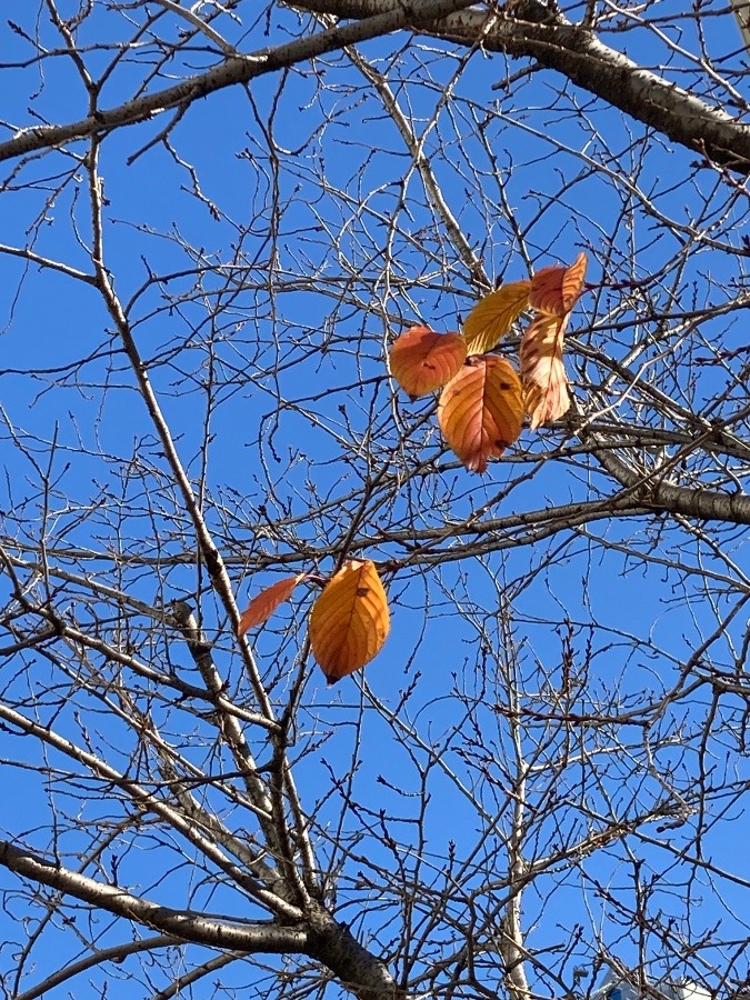 もうこの枝だけ🍂