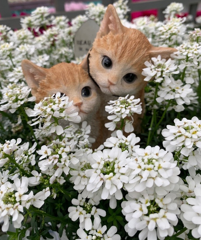 ブライダルブーケの子猫ちゃん達🐱😸❣️