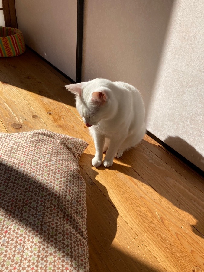 動真庵のスタッフ白猫ちゃん