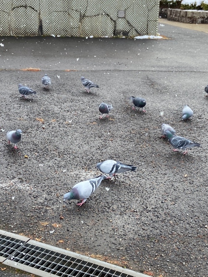 鳩さん〜寒くないの？^ ^