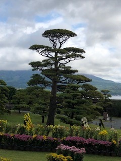 仙厳園の松