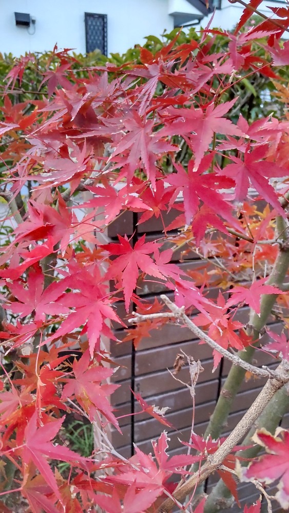 我が家の紅葉