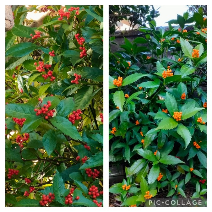 お正月の生花に欠かせないセンリョウ