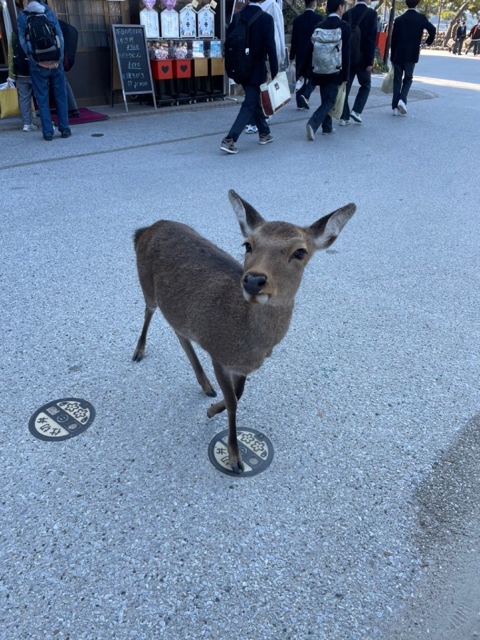 ナイスシャッター