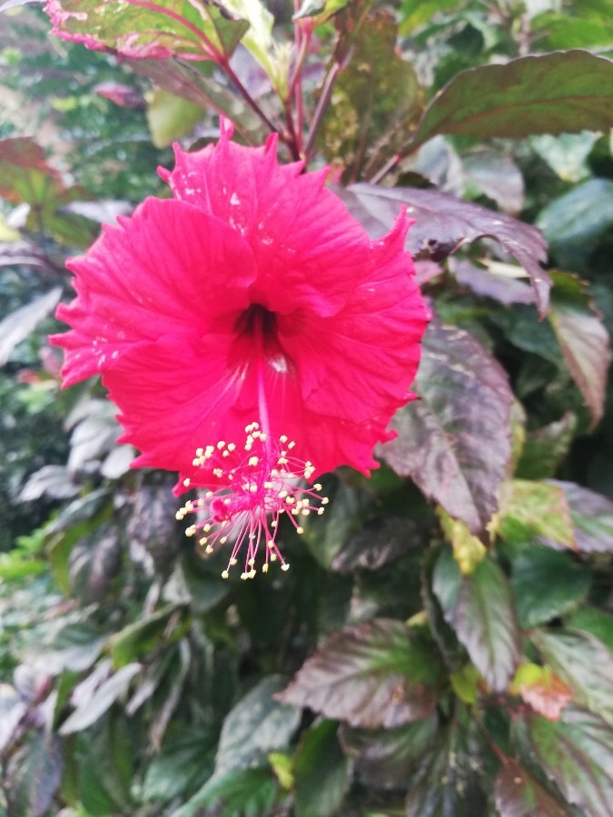 可愛い花!