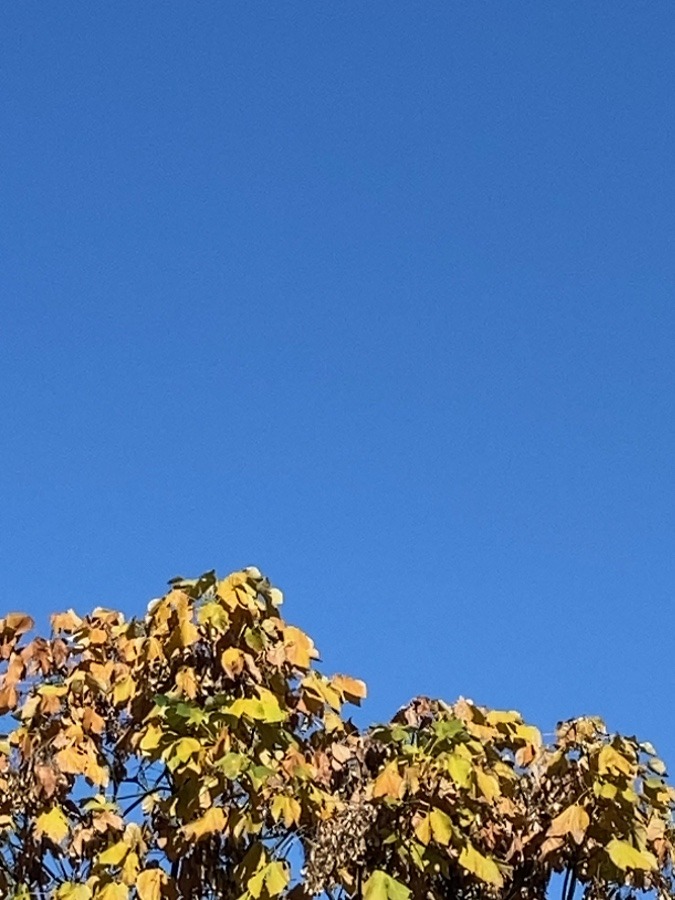 晴れ晴れ☀️