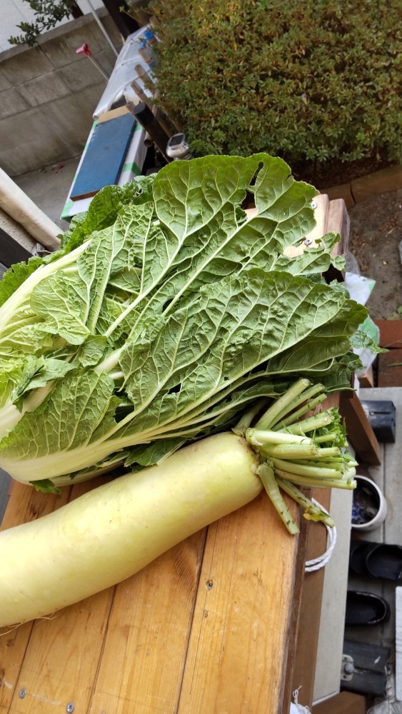 頂きました。無農薬の野菜です。