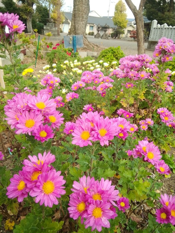 冬の花園