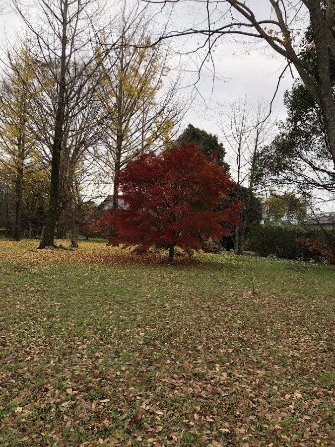 🍁散歩道