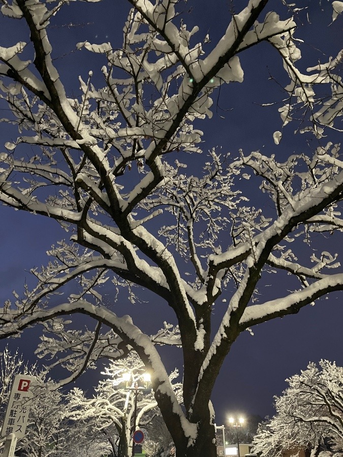 雪の桜並木  3