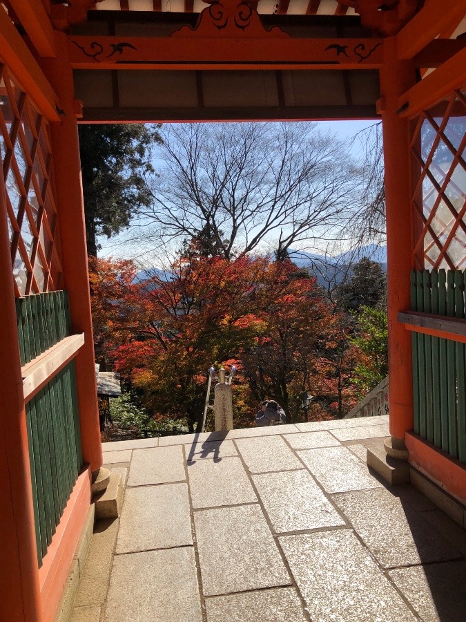 薬王院からの紅葉