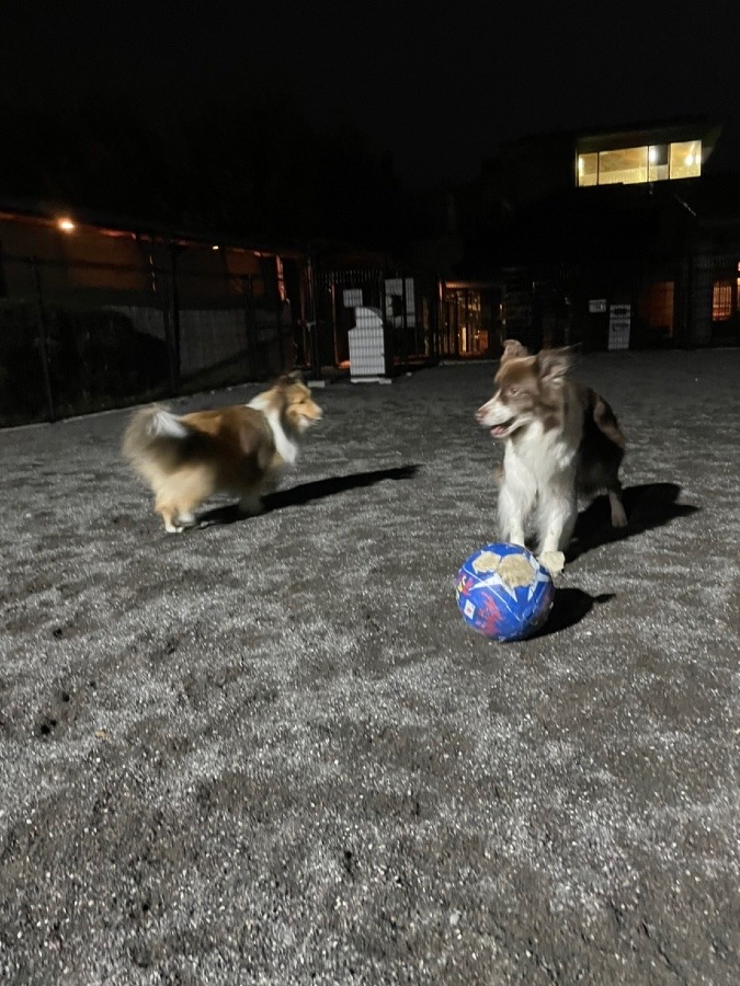 ⚽️頑張れ日本✊