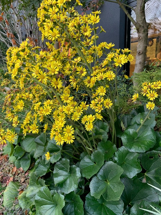 大きなツワの花🌼❣️