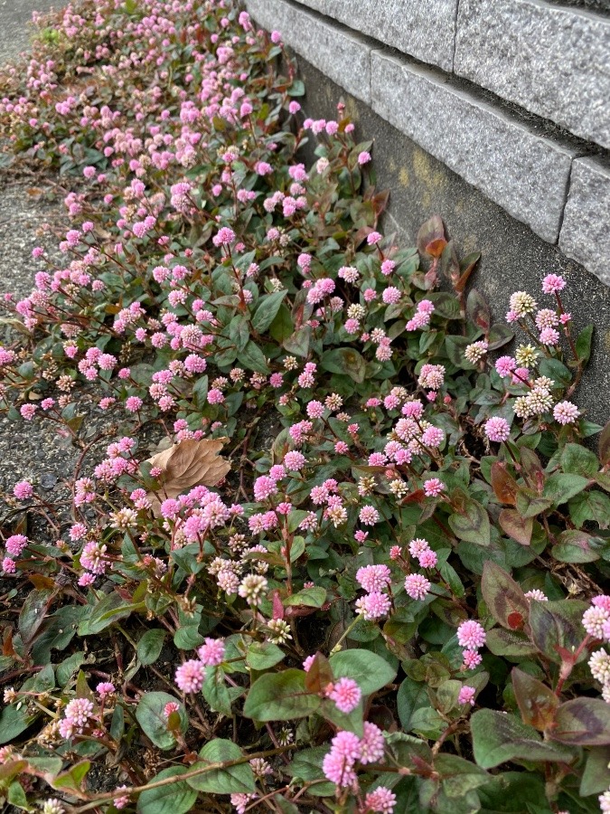 道端の花