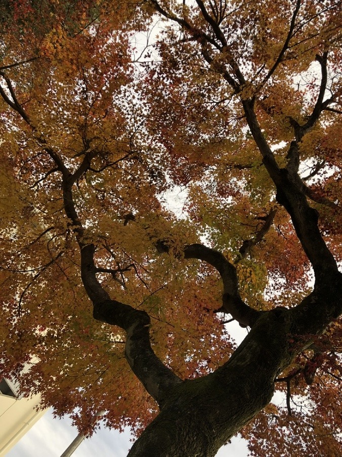 🍁水神様