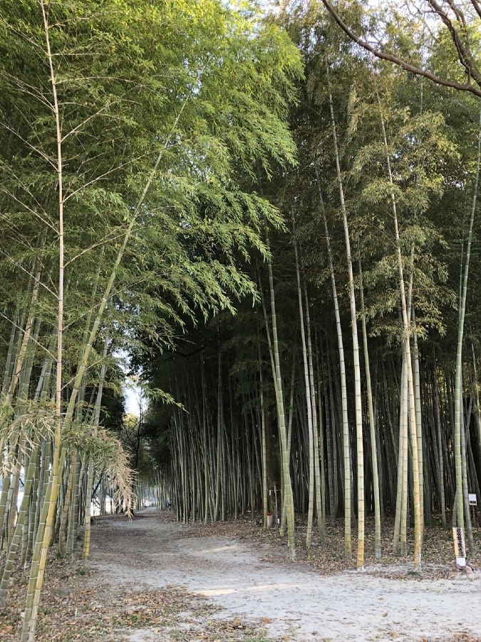 🎋かぐや姫の散歩道