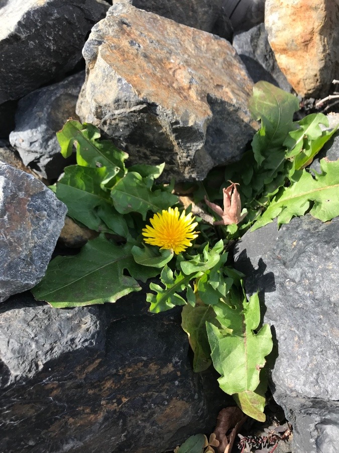 冬のたんぽぽの花〜🌼