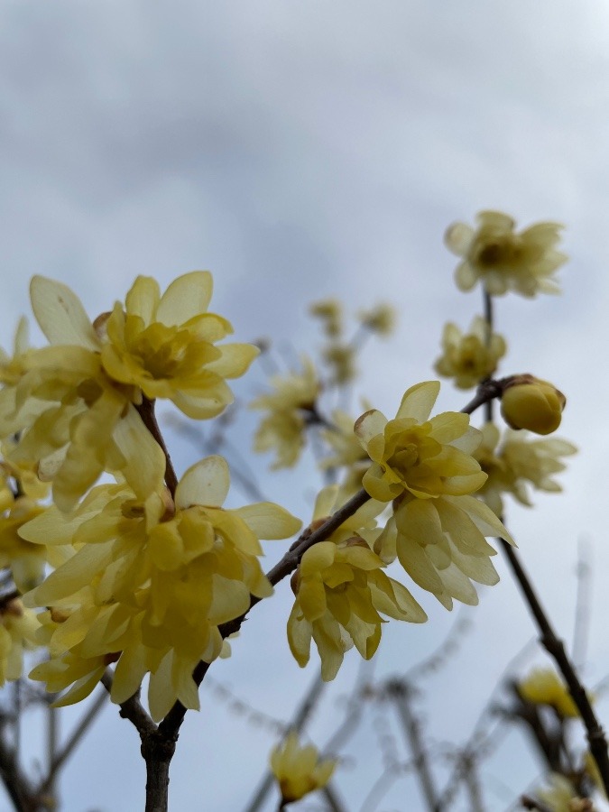 ソシンロウバイ🌼