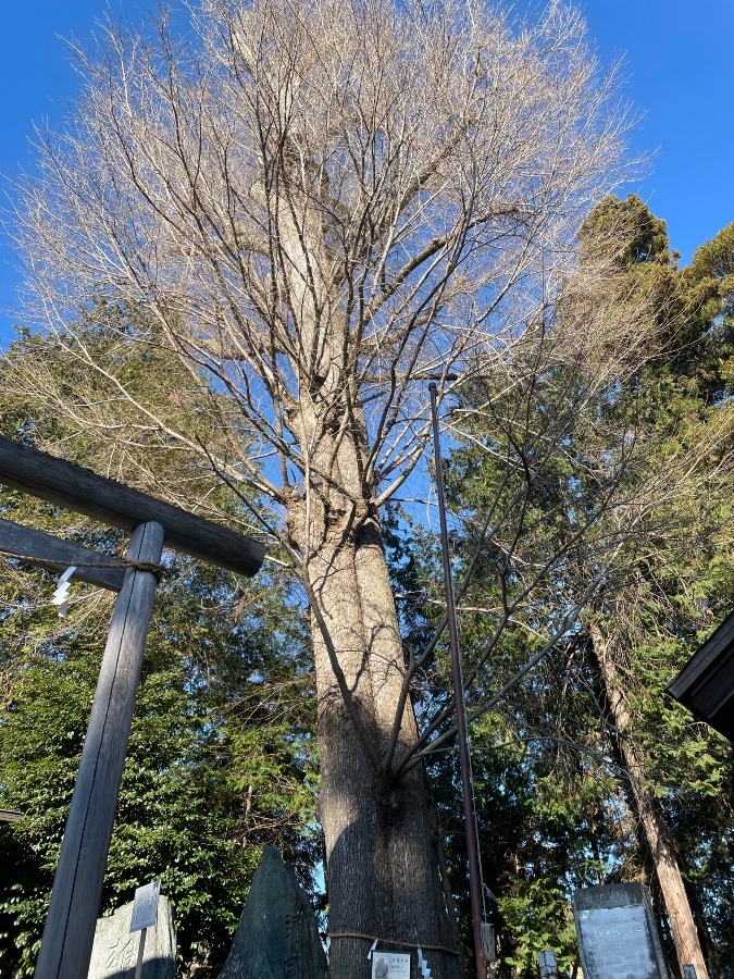 深見神社２０２３年初詣③ ハルニレの木