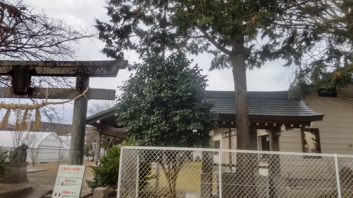 地元神社の大木❗️