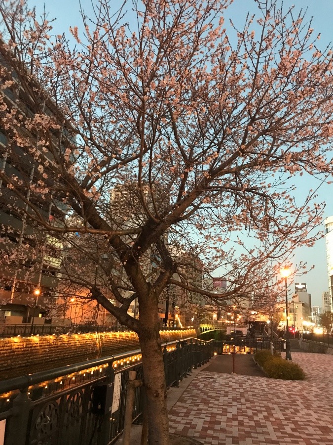 冬の桜〜