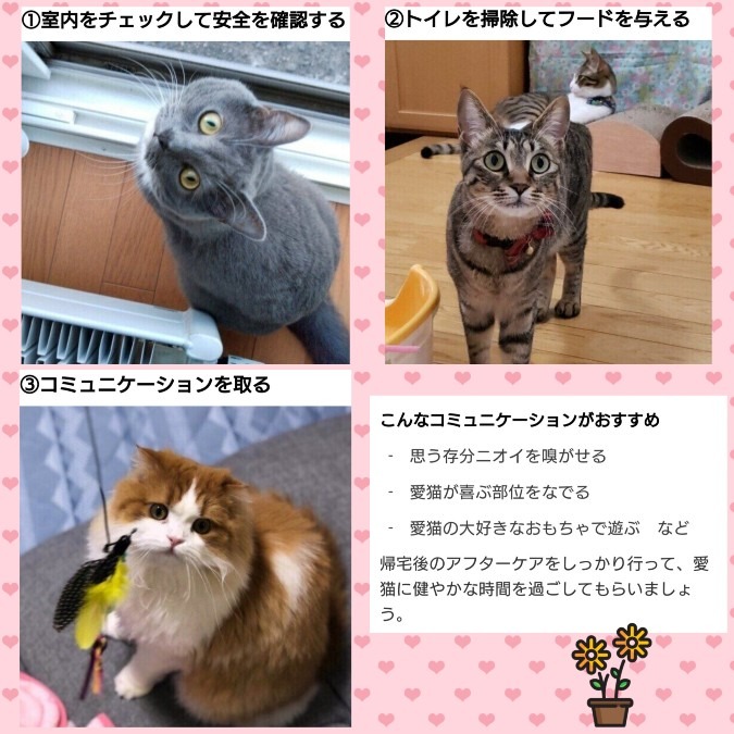 ☝️猫の留守番アフターケア