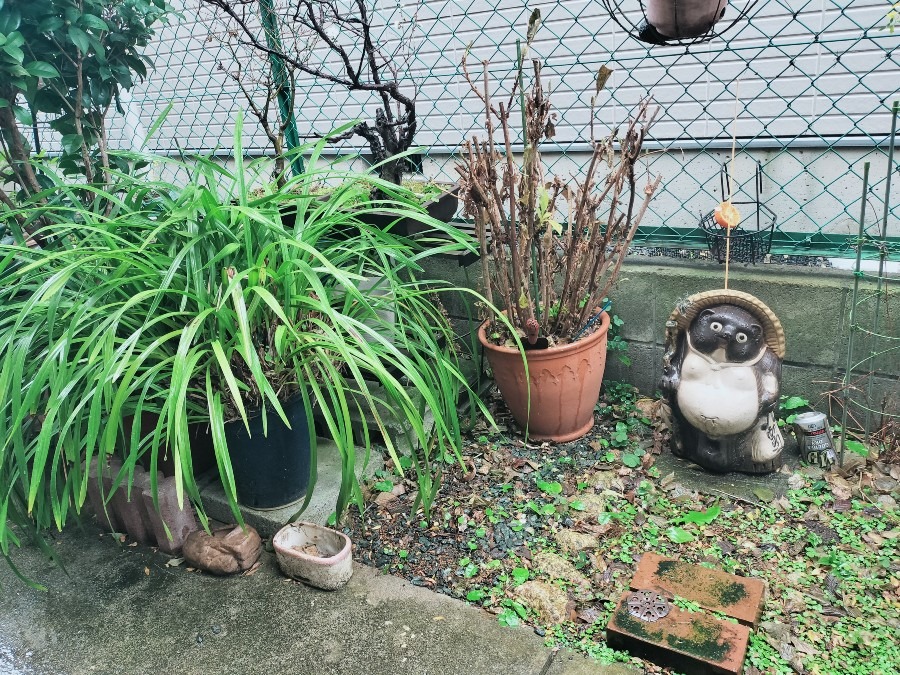 23日ぶりの雨