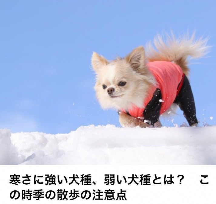 冬のワンコの散歩🐕