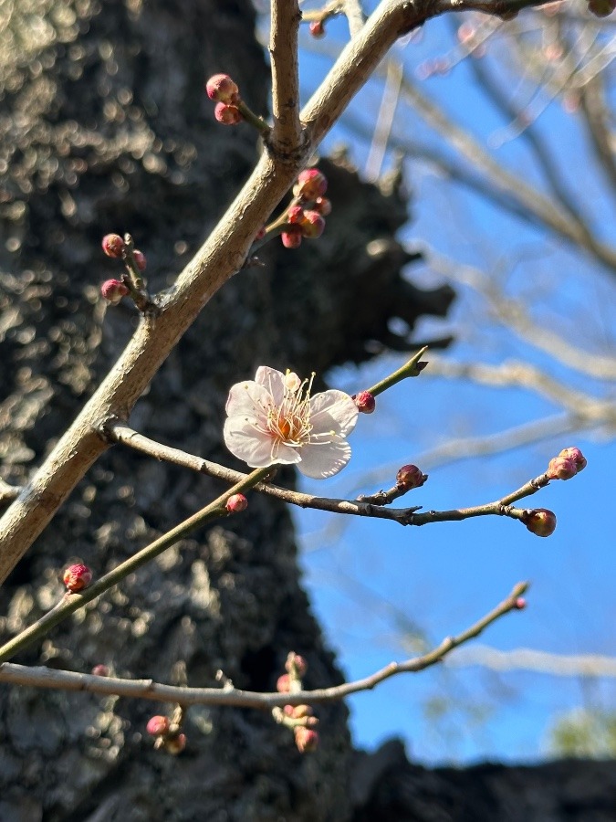 夫の眠るお寺