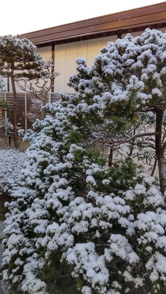 庭の木々も、雪化粧です