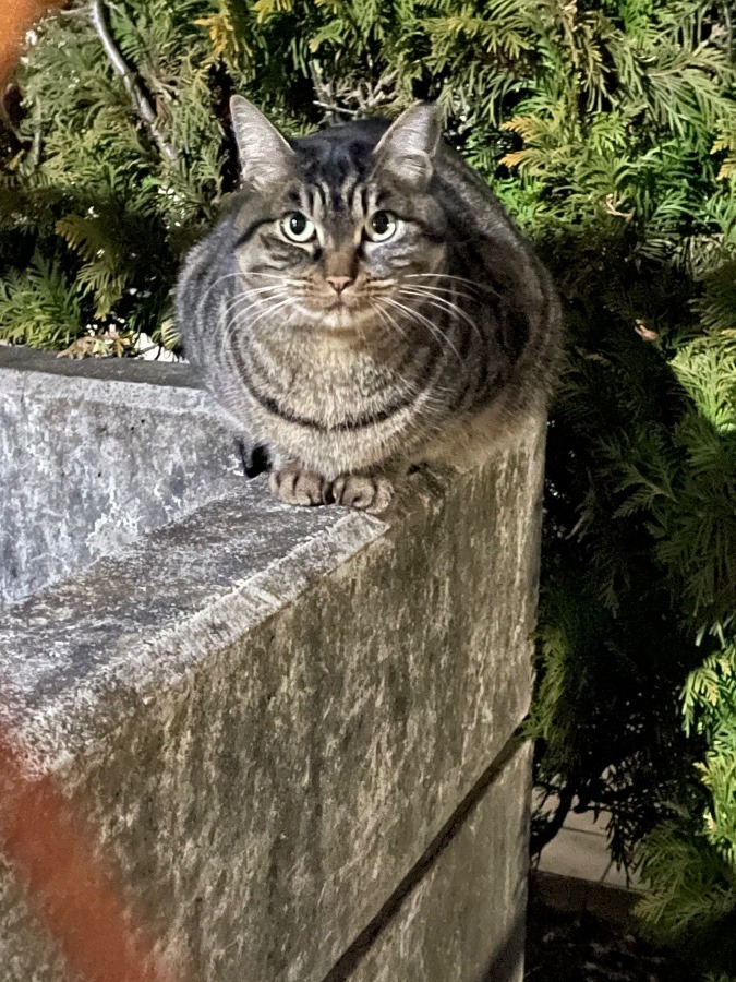 とらちゃん、お出迎え🐱❣️