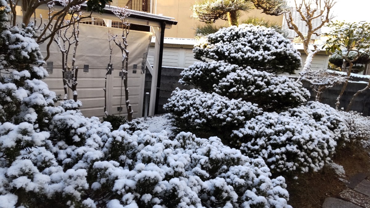 庭の木々も、雪化粧です