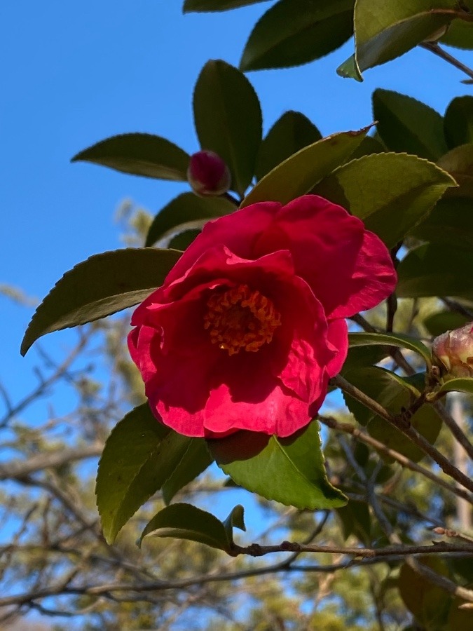 山茶花🌸🌸🌸